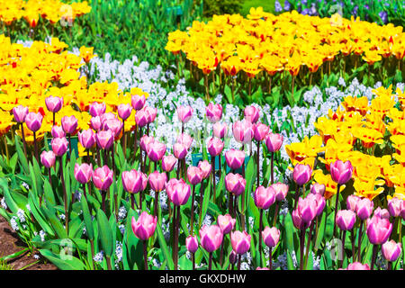 Bellissimo parco Keukenhof in Lisse, Olanda. In fiore fiori della lampadina Foto Stock
