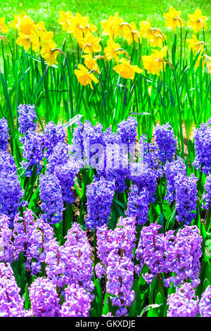 Blooming hyacinthus nel parco Keukenhof, Olanda Foto Stock