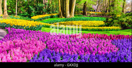 Fiori che sbocciano nel parco Keukenhof, Olanda Foto Stock