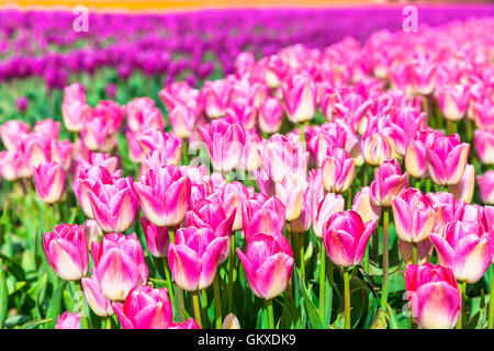 Rosa tulipani in fiore in Holland Campagna Foto Stock
