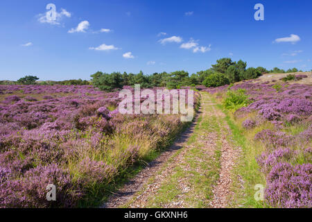 Un percorso attraverso la fioritura di heather in dune di Schoorl, Paesi Bassi su una luminosa e soleggiata giornata. Foto Stock