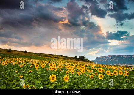 La piantagione di girasoli. Tierra Estella county. Navarra, Spagna, Europa. Foto Stock