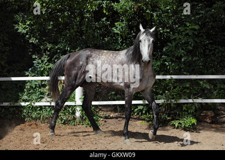Arabian Horse stallone nel paddock Foto Stock