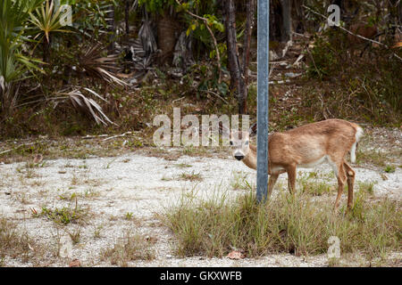 Key deer peeking intorno a un segno post Foto Stock