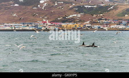 Le orche assassine, orcas ("Orcinus orca") vicino Grundarfjörður, una cittadina nella parte settentrionale della penisola di Snaefellsnes, west Islanda Foto Stock