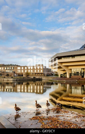 Le oche sul lago di fronte al Central Hall & Vanbrugh College in rassegna, l'Università di York Foto Stock