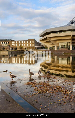 Le oche sul lago di fronte al Central Hall & Vanbrugh College in rassegna, l'Università di York, Inghilterra Foto Stock