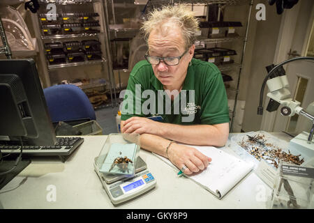 Londra, Regno Unito. 24 Agosto, 2016. Keeper Craig Walker mette un messicano Redknee Tarantola sulle scale durante ZSL London Zoo annuali di pesare-in di animali Credito: Guy Corbishley/Alamy Live News Foto Stock