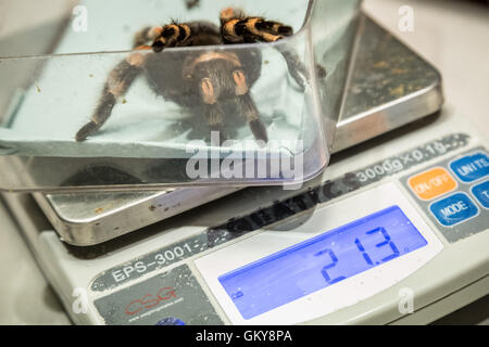 Londra, Regno Unito. 24 Agosto, 2016. Mexican Redknee Tarantola sulle scale durante ZSL London Zoo annuali di pesare-in di animali Credito: Guy Corbishley/Alamy Live News Foto Stock