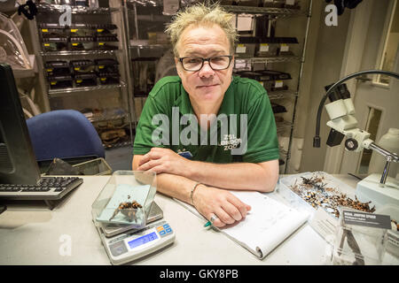 Londra, Regno Unito. 24 Agosto, 2016. Keeper Craig Walker mette un messicano Redknee Tarantola sulle scale durante ZSL London Zoo annuali di pesare-in di animali Credito: Guy Corbishley/Alamy Live News Foto Stock