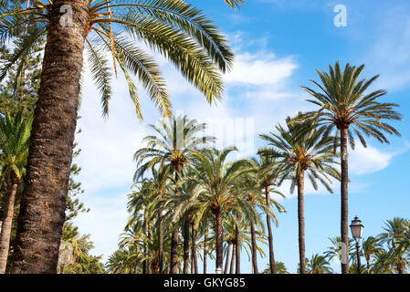 Righe di tropicale palme da cocco con le loro fronde verde contro un nuvoloso cielo blu concettuale del viaggi e vacanze estive Foto Stock