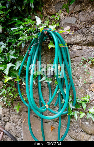 Una bobina di tubo flessibile verde appeso su una vecchia coperta da edera parete Foto Stock