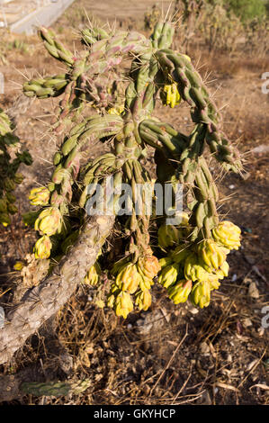 La canna da zucchero cholla, Cylindropuntia imbricata, con la coltivazione di frutta selvatica in una terra desolata in Messico Centrale Foto Stock