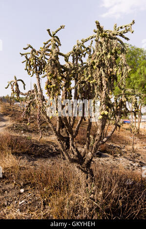 La canna da zucchero cholla, Cylindropuntia imbricata, con la coltivazione di frutta selvatica in una terra desolata in Messico Centrale Foto Stock