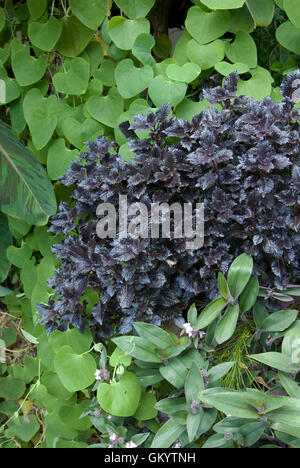 Solenostemon Coleus, nero foglie ricci Foto Stock