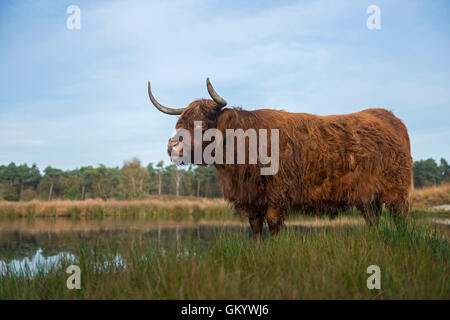 Impressionante bestiame delle Highlands / Schottisches Hochlandrind ( Bos primigenius taurus ) in habitat naturali, brughiere, brughiere, paludi, fauna selvatica, Europa. Foto Stock