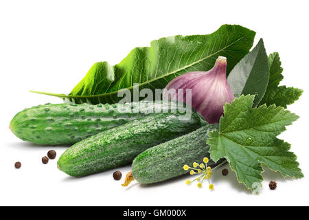 Cetriolini per il decapaggio con rafano, ribes e ciliegia foglie, fiori di aneto, grani di pepe. I tracciati di ritaglio, ombre separ Foto Stock