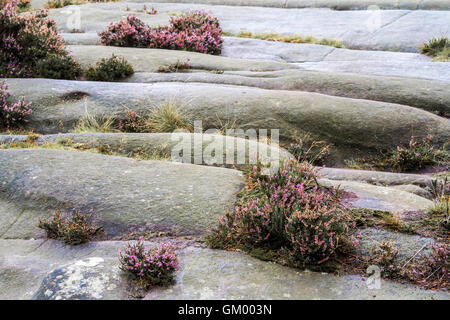 The Roaches, Luds Church, Hen Cloud Foto Stock