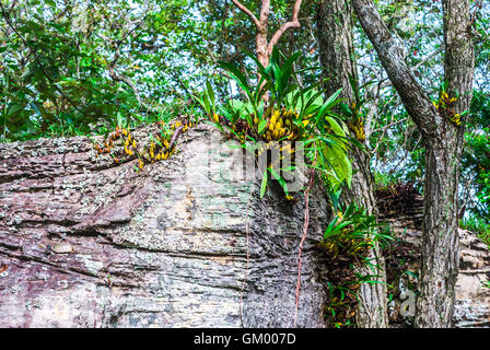 Wild Orchid crescente sulla scogliera in foresta [Dendrobium] Foto Stock