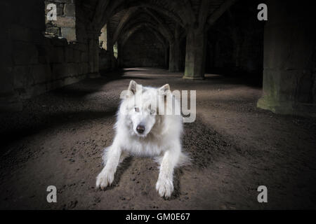 Il Guardsman - Samoiedo nel Undercroft a Finchale Priory, Durham Foto Stock
