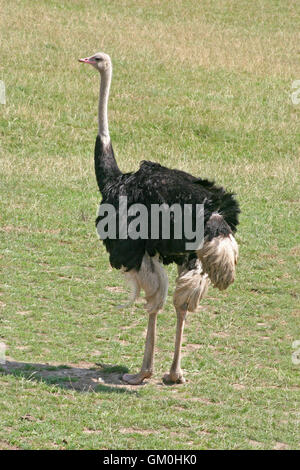 Il canto di un uccello, uno struzzo in piedi sull'erba Foto Stock