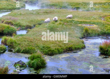 Pecore al pascolo nelle sorgenti calde di Landmannalaugar, Fjallabak Riserva Naturale, Rangárþing ytra, Islanda, Europa Foto Stock