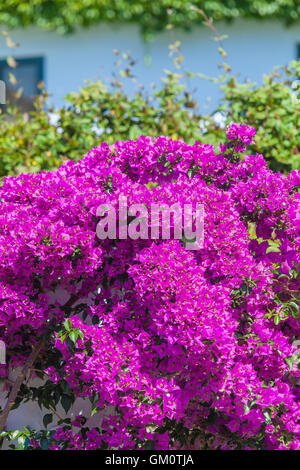 Fiori rossi di Bougainvillea spectabilis, Salonicco. La Grecia Foto Stock