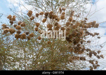 Starling, natura, ramo, bird, molla, casa, nido, bellissimo giardino, nero, birdhouse, la fauna selvatica, box, nesting, naturale, verde Foto Stock