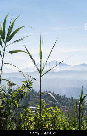 Vista del paesaggio - Sri Lanka Hill Country Foto Stock