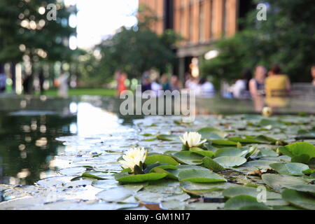 Water Lilies in Pancras Square, in mezzo ai nuovi edifici di uffici, alle spalle di Kings Cross, a nord di Londra, Inghilterra, Regno Unito Foto Stock