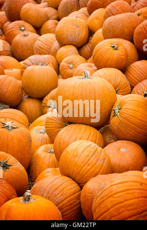 Pile di zucche in mostra presso il mercato degli agricoltori durante la stagione autunnale Foto Stock