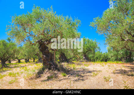 Vecchi alberi di olivo con frutti verdi in greco tradizionale giardino, Zante Island, Grecia Foto Stock