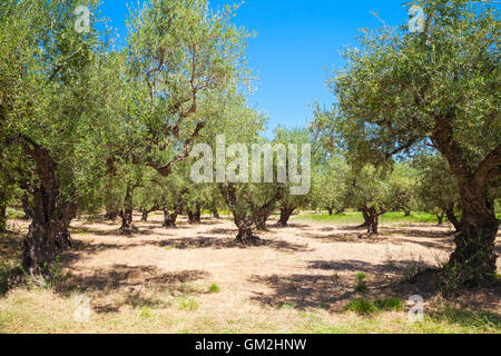 Alberi di ulivo con frutti verdi in greco tradizionale giardino, Zante Island, Grecia Foto Stock