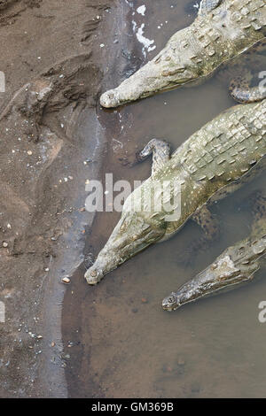 American coccodrilli ( Crocodylus acutus ) nel fiume Tarcoles, Costa Rica, America Centrale Foto Stock