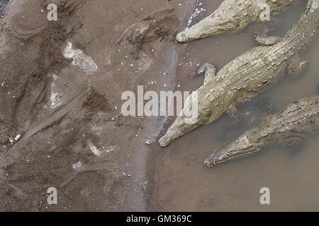 American coccodrilli ( Crocodylus acutus ) nel fiume Tarcoles, Costa Rica, America Centrale Foto Stock