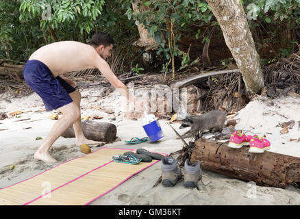 Un turista combattendo contro un coati cercando di rubare il cibo, Manuel Antonio National Park Beach, Costa Rica, America Centrale Foto Stock