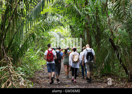 I visitatori a piedi nella foresta pluviale in un tour guidato, Monteverde in Costa Rica, America Centrale Foto Stock