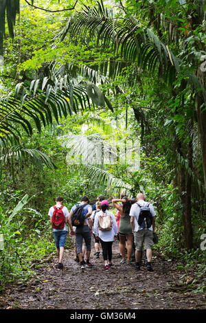 Costa Rica foresta pluviale: persone che camminano nella foresta pluviale su un tour guidato, Monteverde in Costa Rica, America Centrale Foto Stock