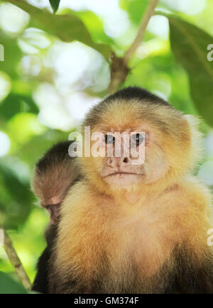Di fronte bianco scimmia cappuccino ( Cebus capucinus ), il Parco Nazionale di Manuel Antonio, Costa Rica, America Centrale Foto Stock