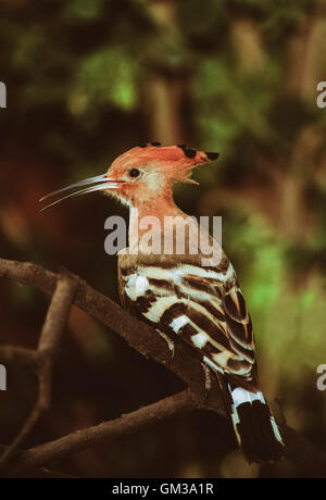 Upupa, Upupa epops, Bharatpur, India Foto Stock