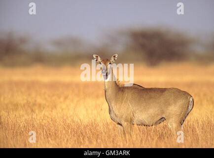 Nilgai, Boselaphus tragocamelus, Bluebull, femmina, Blackbuck National Park, Velavadar, India Foto Stock