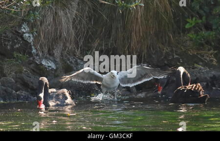 Gull prendendo il largo in mezzo cigni neri Foto Stock