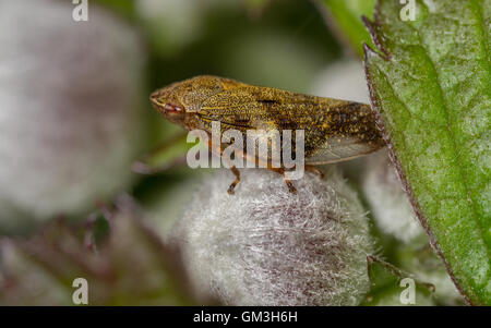 Alder Spittlebug (Aphrophora alni). Le ninfe di questa specie di produrre una schiuma prptective intorno a loro, noto come 'cuckoo spit'. Foto Stock