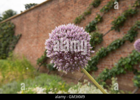 Testa di fiori di un elefante aglio impianto (Allium ampeloprasum) in un giardino nel Somerset, Inghilterra, Regno Unito Foto Stock