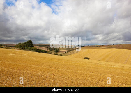 Golden campi di stoppie nel paesaggio di rotolamento del Yorkshire wolds in estate. Foto Stock