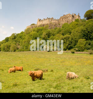 Highland bovini e bull al di sotto del Castello di Stirling, Scozia, Regno Unito Foto Stock