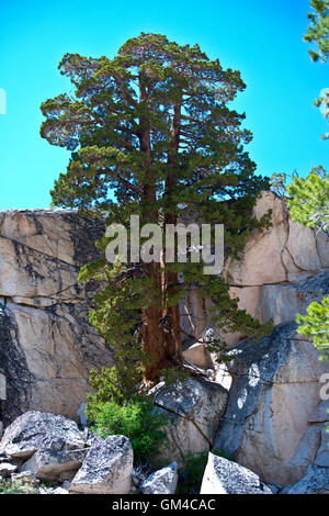 Albero che cresce al di fuori della roccia su Benson Lago loop trail. Foto Stock