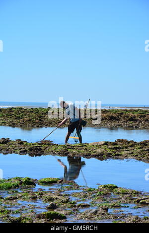 L'uomo la pesca dei granchi a bassa marea in rock pool di La Tranche sur mer, Francia Foto Stock