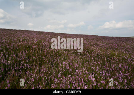 Il bello e colorato viola heather è colpita dal sole splendente su un moro in alta Eldwick in Bingley, West Yorkshire. Foto Stock