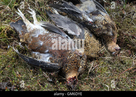 Tre shot grouse gettare a terra durante una ripresa in alto sul Yorkshire Moors in swinithwaite, North Yorkshire. Foto Stock